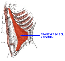 Fisioterapia transverso abdomen